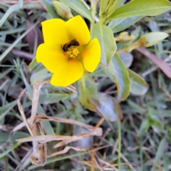 Apiformes (informal group) (Unidentified bee) at Justice Robert Hope Reserve (JRH) - 10 Nov 2023 by abread111