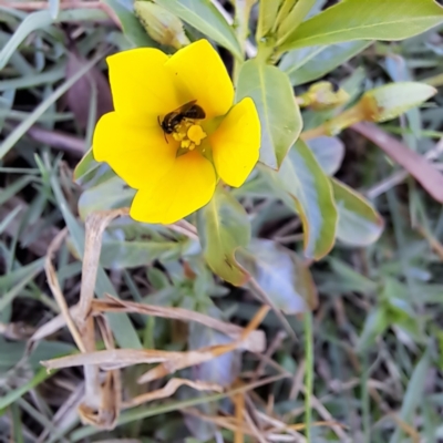 Apiformes (informal group) (Unidentified bee) at Watson Woodlands - 10 Nov 2023 by abread111