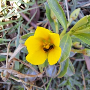 Apiformes (informal group) at Justice Robert Hope Reserve (JRH) - 10 Nov 2023