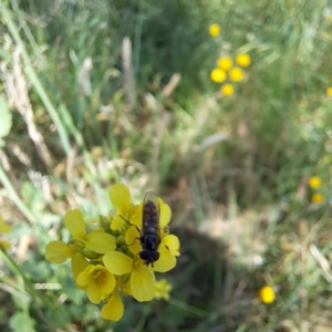 Melangyna sp. (genus) at Justice Robert Hope Reserve (JRH) - 10 Nov 2023 11:48 AM