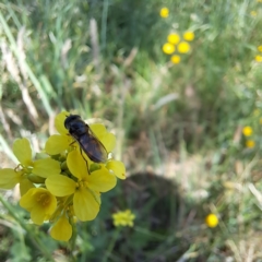 Melangyna sp. (genus) at Justice Robert Hope Reserve (JRH) - 10 Nov 2023