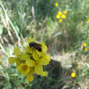 Melangyna sp. (genus) at Justice Robert Hope Reserve (JRH) - 10 Nov 2023 11:48 AM