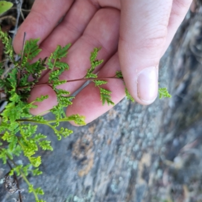 Cheilanthes sieberi subsp. sieberi (Narrow Rock Fern) at Bungendore, NSW - 12 Nov 2023 by clarehoneydove