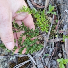 Cheilanthes sieberi subsp. sieberi at QPRC LGA - suppressed