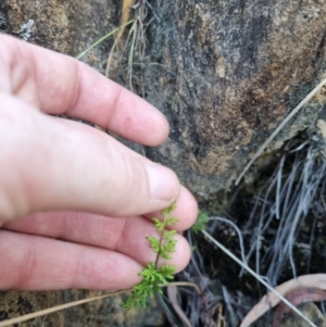 Cheilanthes sieberi subsp. sieberi at QPRC LGA - suppressed