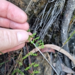 Cheilanthes sieberi subsp. sieberi at QPRC LGA - 12 Nov 2023