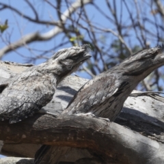 Podargus strigoides at Weetangera, ACT - 12 Nov 2023 10:14 AM