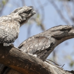 Podargus strigoides at Weetangera, ACT - 12 Nov 2023