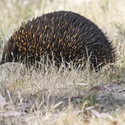 Tachyglossus aculeatus (Short-beaked Echidna) at Belconnen, ACT - 12 Nov 2023 by AlisonMilton