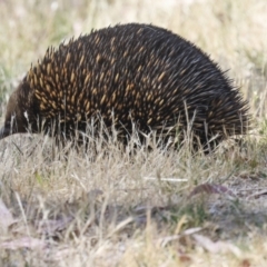 Tachyglossus aculeatus (Short-beaked Echidna) at Belconnen, ACT - 11 Nov 2023 by AlisonMilton