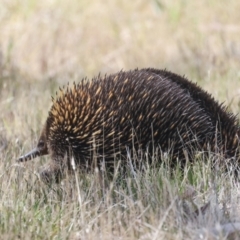 Tachyglossus aculeatus at The Pinnacle - 12 Nov 2023