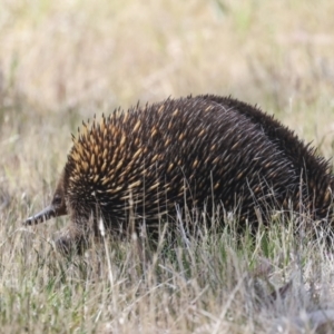 Tachyglossus aculeatus at The Pinnacle - 12 Nov 2023