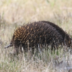 Tachyglossus aculeatus at The Pinnacle - 12 Nov 2023