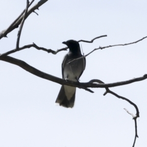 Coracina novaehollandiae at The Pinnacle - 12 Nov 2023 09:18 AM