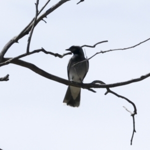 Coracina novaehollandiae at The Pinnacle - 12 Nov 2023 09:18 AM