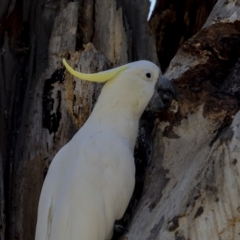 Cacatua galerita (Sulphur-crested Cockatoo) at Belconnen, ACT - 11 Nov 2023 by AlisonMilton