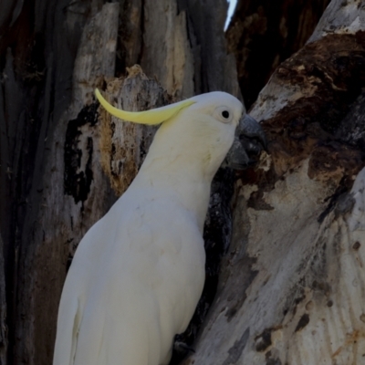 Cacatua galerita (Sulphur-crested Cockatoo) at The Pinnacle - 11 Nov 2023 by AlisonMilton