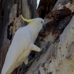 Cacatua galerita at The Pinnacle - 12 Nov 2023