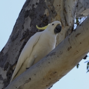 Cacatua galerita at The Pinnacle - 12 Nov 2023