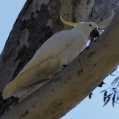 Cacatua galerita at The Pinnacle - 12 Nov 2023