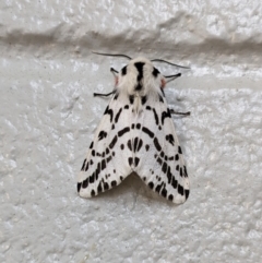 Ardices glatignyi (Black and White Tiger Moth (formerly Spilosoma)) at Paddys River, ACT - 10 Nov 2023 by jeremyahagan