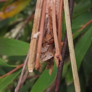 Psychidae (family) IMMATURE at Higgins, ACT - suppressed