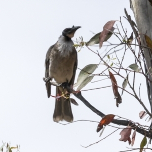 Philemon corniculatus at Weetangera, ACT - 12 Nov 2023