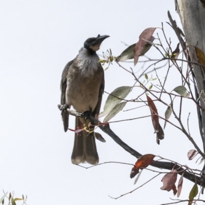 Philemon corniculatus (Noisy Friarbird) at The Pinnacle - 11 Nov 2023 by AlisonMilton