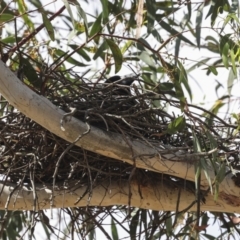 Strepera graculina (Pied Currawong) at Hawker, ACT - 12 Nov 2023 by AlisonMilton