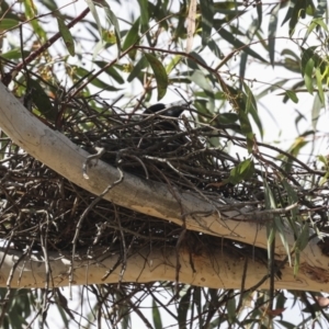 Strepera graculina at Hawker, ACT - 12 Nov 2023