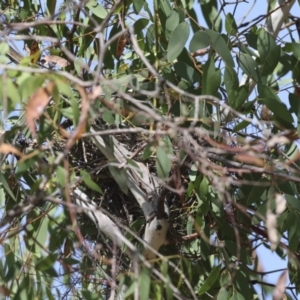 Anthochaera carunculata at The Pinnacle - 12 Nov 2023