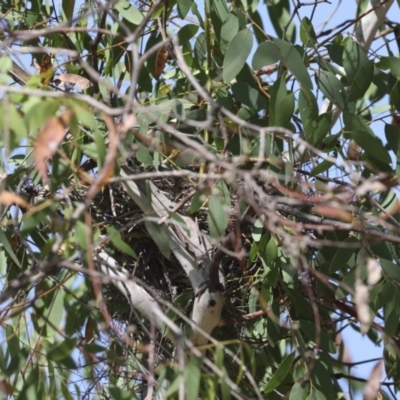 Anthochaera carunculata (Red Wattlebird) at Belconnen, ACT - 11 Nov 2023 by AlisonMilton