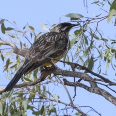 Anthochaera carunculata at The Pinnacle - 12 Nov 2023