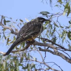 Anthochaera carunculata at The Pinnacle - 12 Nov 2023