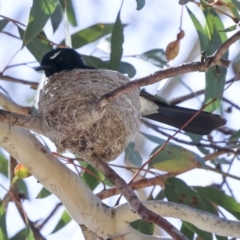 Rhipidura leucophrys (Willie Wagtail) at The Pinnacle - 11 Nov 2023 by AlisonMilton