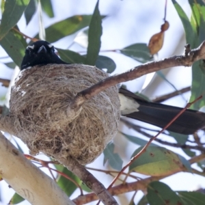 Rhipidura leucophrys at Weetangera, ACT - 12 Nov 2023 09:15 AM