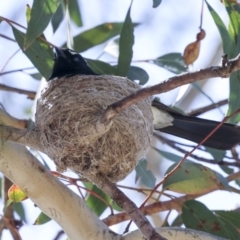 Rhipidura leucophrys at Weetangera, ACT - 12 Nov 2023 09:15 AM