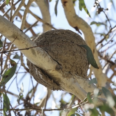 Grallina cyanoleuca (Magpie-lark) at Weetangera, ACT - 11 Nov 2023 by AlisonMilton