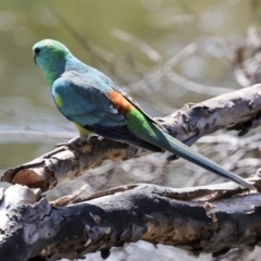 Psephotus haematonotus (Red-rumped Parrot) at The Pinnacle - 11 Nov 2023 by AlisonMilton