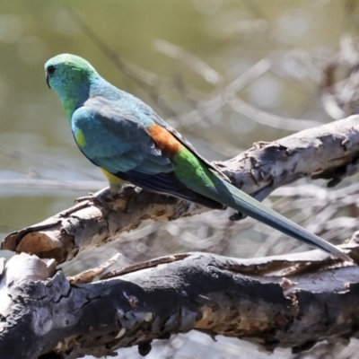 Psephotus haematonotus (Red-rumped Parrot) at Belconnen, ACT - 11 Nov 2023 by AlisonMilton