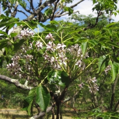 Melia azedarach (White Cedar) at Macgregor, ACT - 12 Nov 2023 by pinnaCLE