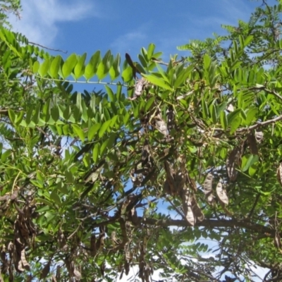 Robinia pseudoacacia (Black Locust) at Macgregor, ACT - 12 Nov 2023 by pinnaCLE