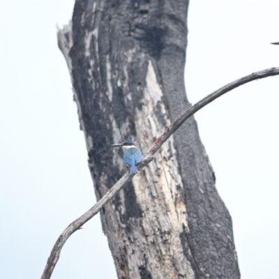 Todiramphus sanctus (Sacred Kingfisher) at Bargo, NSW - 10 Nov 2023 by Freebird