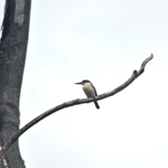 Todiramphus sanctus at Wollondilly Local Government Area - 10 Nov 2023 12:32 PM
