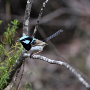 Malurus cyaneus at Wollondilly Local Government Area - 10 Nov 2023