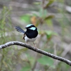 Malurus cyaneus at Wollondilly Local Government Area - 10 Nov 2023