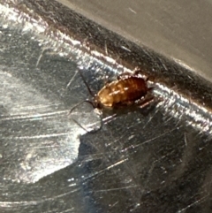 Blattidae sp. (family) at Kangaroo Valley, NSW - suppressed