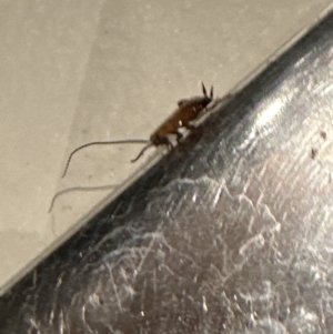 Blattidae sp. (family) at Kangaroo Valley, NSW - suppressed