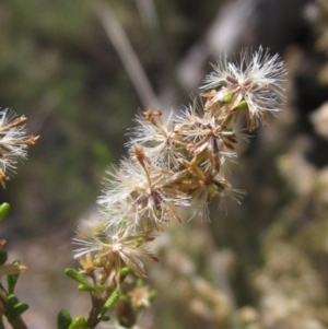 Olearia microphylla at Black Mountain - 11 Nov 2023