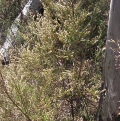 Olearia microphylla at Black Mountain - 11 Nov 2023